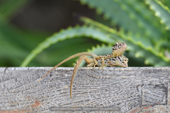 Anolis sabanus
