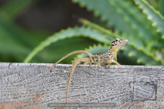 Anolis sabanus