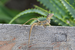 Anolis sabanus