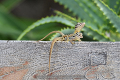 Anolis sabanus