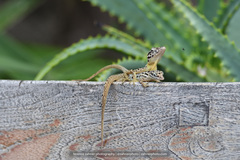 Anolis sabanus