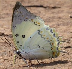 Polyura delphis