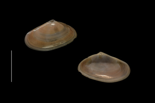 Donax vittatus