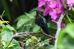 Eulampis jugularis