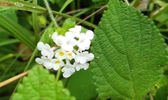 Lantana involucrata