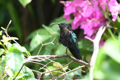Eulampis jugularis