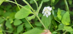 Lantana involucrata
