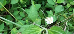 Lantana involucrata