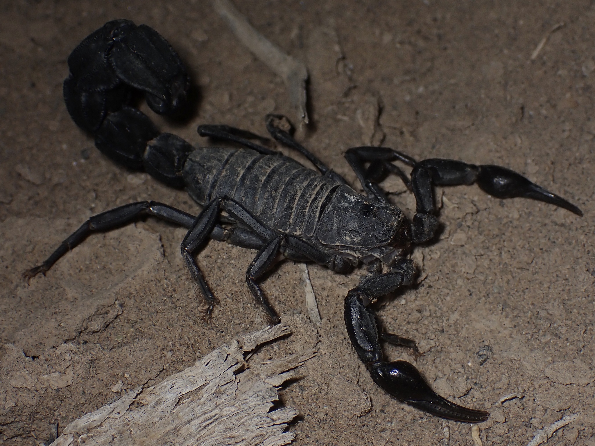 Iranian Fat-tailed Scorpion (Androctonus crassicauda) · iNaturalist