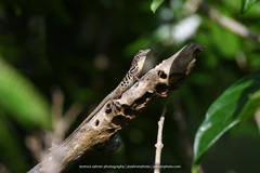 Anolis sabanus