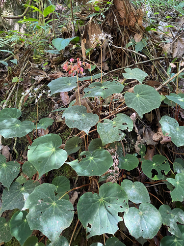 Begonia pinheironis