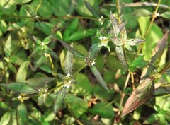 Exallage auricularia