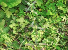 Exallage auricularia