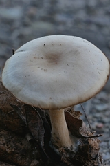 Clitocybe diatreta