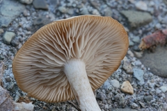 Clitocybe diatreta