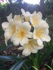 Clivia miniata