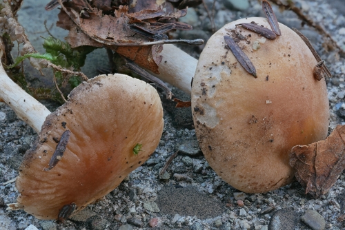 How to identify Hebeloma leucosarx P.D.Orton