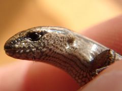 Hemiergis decresiensis