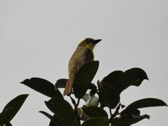 Conopias cinchoneti