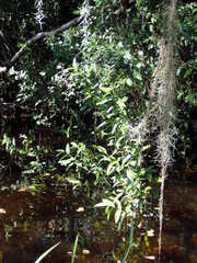 Calyptranthes karlingii