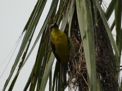 Conopias cinchoneti