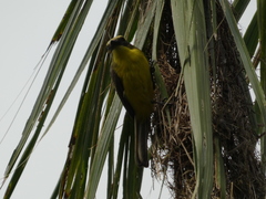 Conopias cinchoneti