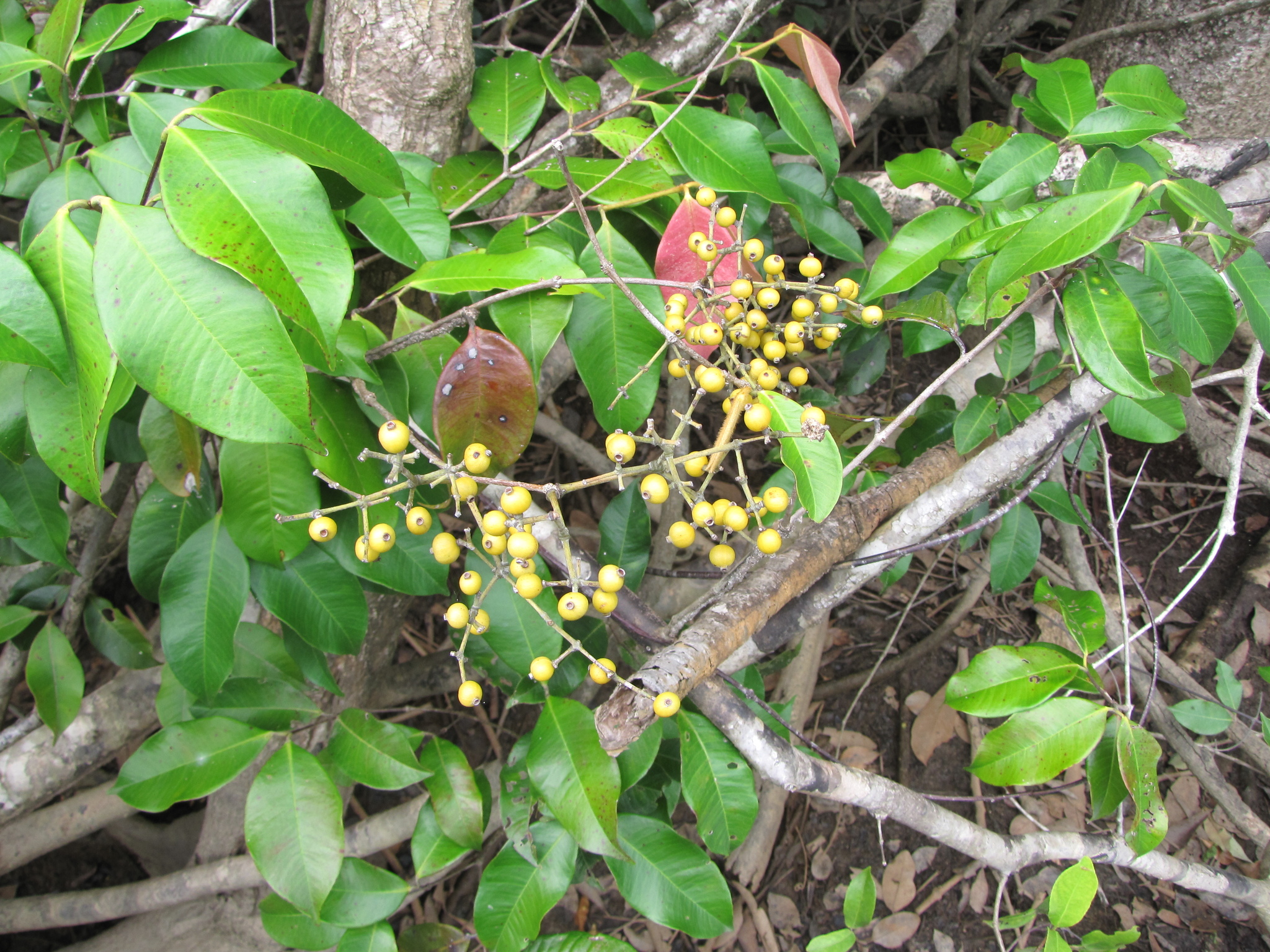 Calyptranthes chytraculia (L.) Sw.