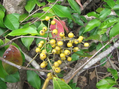 Calyptranthes chytraculia