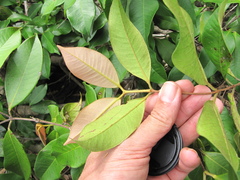 Calyptranthes chytraculia