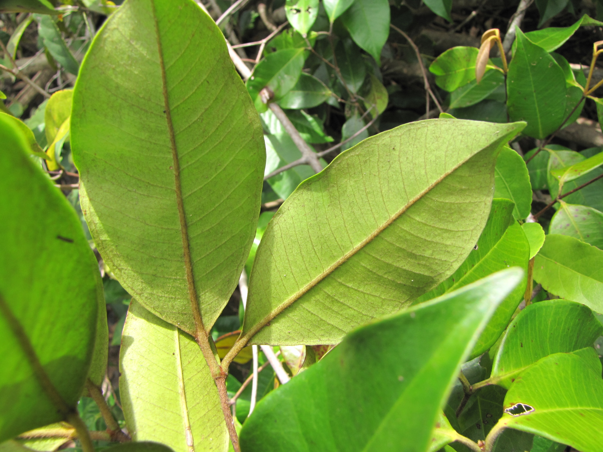 Calyptranthes chytraculia (L.) Sw.