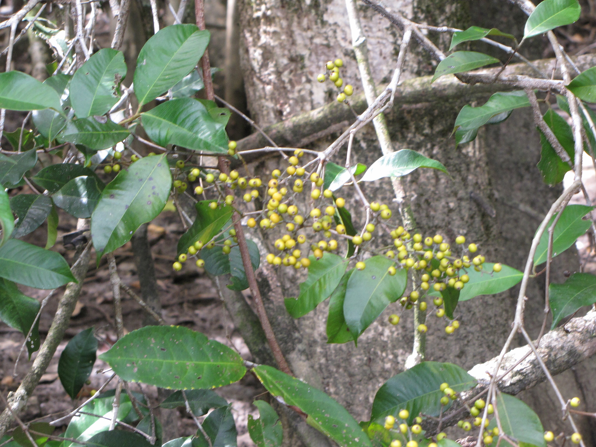 Calyptranthes chytraculia (L.) Sw.