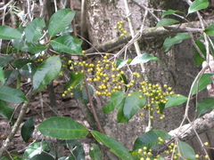 Calyptranthes chytraculia