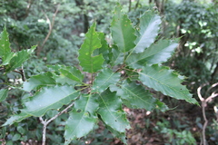 Quercus skinneri