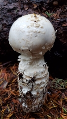 Amanita smithiana