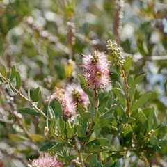 Melaleuca williamsii
