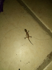 Hemidactylus turcicus