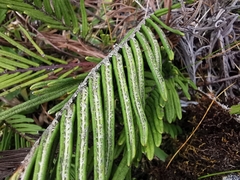 Blechnum loxense