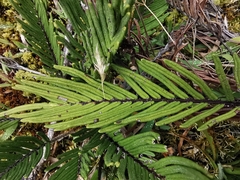 Blechnum loxense