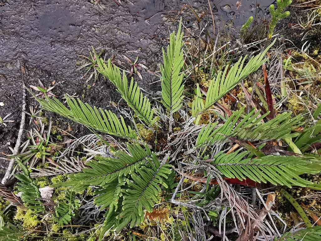 Blechnum loxense