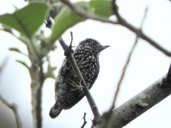 Picumnus steindachneri