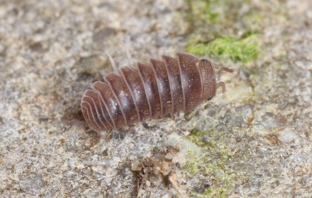 Cloporte armadille officinal (Armadillo officinalis)