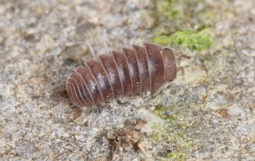 Armadillo officinalis