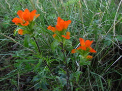 Castilleja glandulosa
