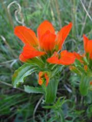 Castilleja glandulosa