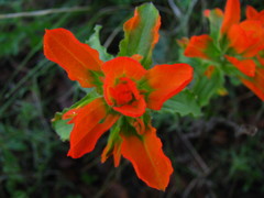 Castilleja glandulosa
