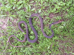 Masticophis flagellum flagellum