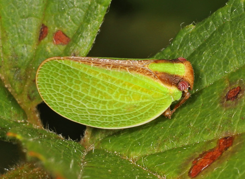Two-striped Planthopper photo 4