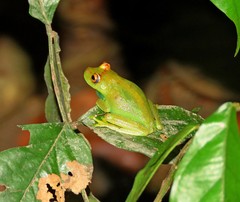 Boana cinerascens
