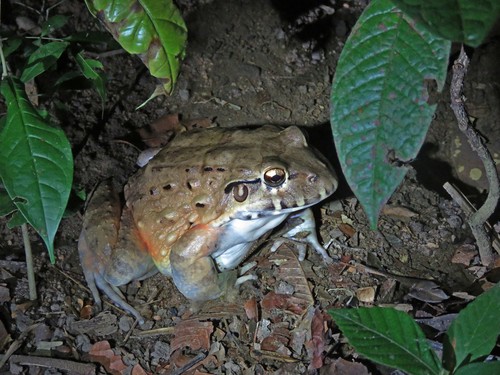 Para White-lipped Frog, Leptodactylus paraensis