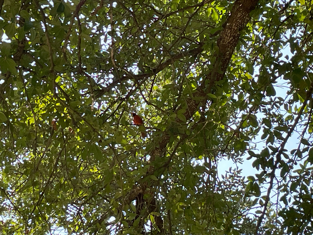 Northern Cardinal in August 2025 by notthatla. There are two male ...